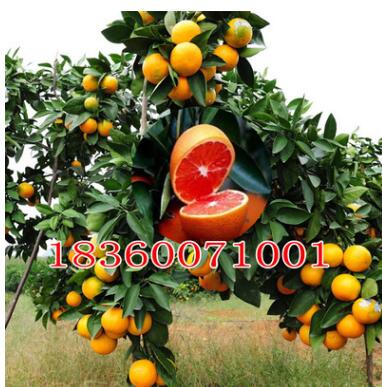 南方北方種植果樹苗木盆栽地栽 冰糖血 橙子樹苗橘子苗當年結果
