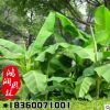供應苗木芭蕉樹苗 廠家直銷批發 量大從優 綠化工程綠化苗景觀綠