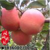 基地果園 紅富士蘋果苗 清脆可口 蘋果苗批發
