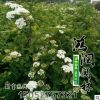 基地批發(fā)灌木珍珠金焰繡線菊 紅花噴雪花繡線菊園景植物觀花植物