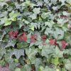 長春藤 灌木花卉 園林綠化 常綠喬木 水生植物 水生花卉 長春藤
