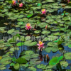 睡蓮 子午蓮、水芹花、瑞蓮、水洋花、小蓮花水生植物批發
