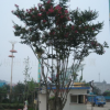 N廠家供應(yīng) 高品質(zhì)紫薇 紅花紫薇 紅火箭紫薇 綠化苗木 來(lái)電咨詢