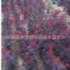 大量占地美國紅楓 日本紅楓 紅楓 兩季紅三季紅 中國紅