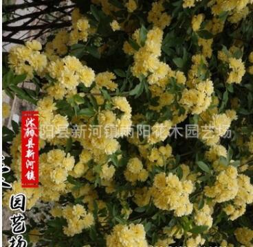 黃白木香花苗爬藤植物盆栽七里香苗陽臺(tái)攀援綠植薔薇花苗庭院花卉