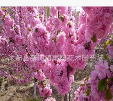 榆葉梅 大花榆葉梅小苗 叢生榆葉梅價(jià)格 榆葉梅苗圃 小桃紅種苗