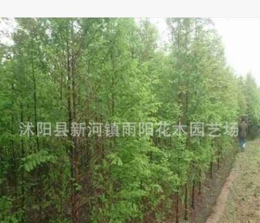 批發(fā)行道樹小苗 落羽杉小苗 工程綠化 落羽杉 園林綠化苗