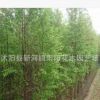 批發行道樹小苗 落羽杉小苗 工程綠化 落羽杉 園林綠化苗