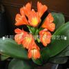 君子蘭綠植盆栽 室內精品花卉君子蘭花苗 花卉凈化空氣