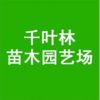 橘子苗 金桔樹 果樹 橘子樹苗 帶果實 包成活 金橘花卉