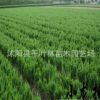 龍柏苗 龍柏樹苗 造型 柏四季常青耐寒 苗圃直銷量大從優