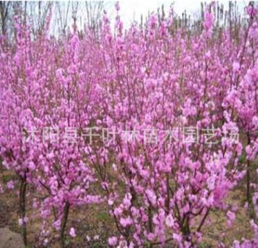 特價(jià)供應(yīng)榆葉梅，各類梅花，自產(chǎn)自銷苗圃直銷