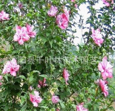 自產(chǎn)自銷 重瓣木槿樹苗 紅花木槿 .可以實(shí)地看苗