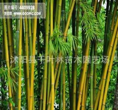 庭院觀賞竹子植物/紫竹 金鑲玉竹；青竹苗 趣味美觀 四季常青
