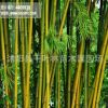 庭院觀賞竹子植物/紫竹 金鑲玉竹；青竹苗 趣味美觀 四季常青