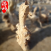 河北曲陽廠家直銷 晚霞紅噴水魚 小區動物雕塑 大理石鯉魚雕刻