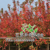 批發正宗日本紅楓 美國紅楓 四季紅紅楓 紅楓 規格齊全 價格優惠