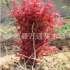日本紅楓苗批發 園林綠化苗木 紅楓小苗 觀葉類 移植 樹苗基地