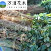直銷日本櫻花苗 嫁接苗 日本晚櫻小苗 基地現貨 公園道路綠化