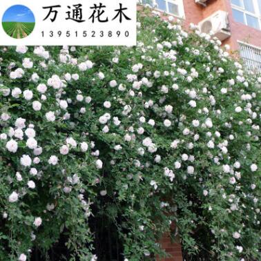 薔薇苗基地促銷 月季薔薇類植物 攀援植物 薔薇花苗 爬藤能力強(qiáng)