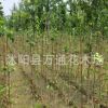 特價銀杏小苗 自產自銷 工程苗 苗圃升級改造特價批發銀杏種苗