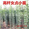 直銷高桿貞苗 常綠喬木 2年苗 易管理 現貨充足 高干女貞小苗