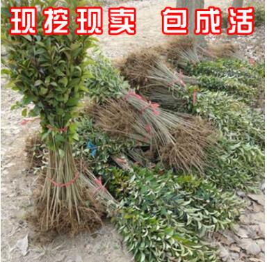 批發(fā)綠化苗木高桿大葉女貞樹苗 種子小苗1.8米四季常青風(fēng)景樹