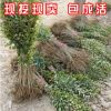 批發(fā)綠化苗木高桿大葉女貞樹苗 種子小苗1.8米四季常青風(fēng)景樹