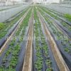 塑料薄膜 白色地膜 黑色地膜一卷是8斤重 1米 1.5米2米寬黑地膜