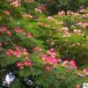 基地直銷_合歡大樹_小苗_紅花金合歡_綠化苗_木批發