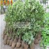 苗木基地直銷_法國冬青苗_法青樹苗_綠_籬小苗50-100_ 大2-3m