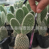 出售多肉植物 白毛掌 室內(nèi)擺設(shè)小綠植白毛掌多肉 防輻射 量大從優(yōu)