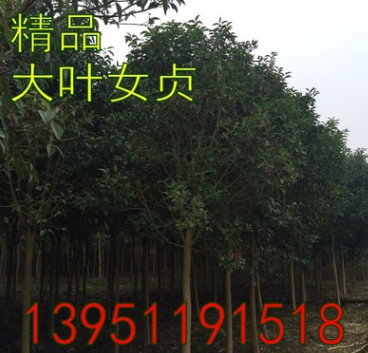 出售大葉女貞-大葉女貞-女貞樹規(guī)格2-25公分栽植 包成活