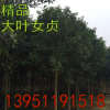 出售大葉女貞-大葉女貞-女貞樹規(guī)格2-25公分栽植 包成活
