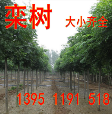 欒樹1米高到3米 2公分到20公分欒樹 黃山欒 北京欒樹 量大優(yōu)惠