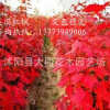 直銷美國紅楓小苗 美國改良紅楓 秋火焰 美國紅楓 耐寒 1.5米高