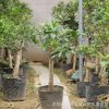 耐寒品種 嫁接桂花樹苗 桂花盆栽 地栽苗 四季桂 金桂丹桂沉香桂