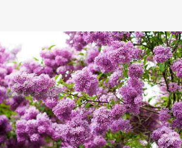 四季丁香花苗 庭院/盆栽植物 丁香花樹(shù)苗 320天循環(huán)開(kāi)花 香飄十里