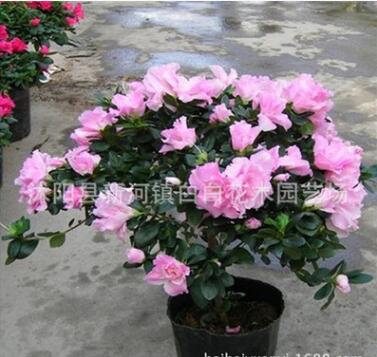 西洋比利時(shí)杜鵑 四季杜鵑花苗 植物盆栽 客廳觀花花卉 帶花苞發(fā)貨