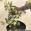 木香花苗庭院陽臺(tái)攀援爬藤植物七里香苗木香花盆栽黃木香白木香花