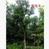 批發(fā)黃連木樹苗工程綠化苗 黃連木苗 野生黃連品種齊全黃連木