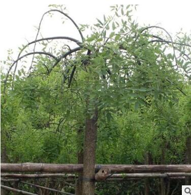 【大福源園林】供應各種工程苗木 花卉 基地直銷 優質 垂槐