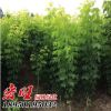 基地批發金葉復葉槭 復葉槭小苗 規格全 復葉槭價格 綠化工程小苗