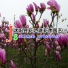 批發(fā)早春觀賞花卉 紫玉蘭小苗 基地直銷紫白紅黃玉蘭嫁接苗