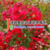 批發(fā)三紅紫薇小苗 紅火箭 紅火球 紅葉紫薇樹苗供應(yīng)