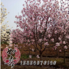 玉蘭苗批發庭院植物 紫玉蘭 白玉蘭黃玉蘭 紫玉蘭花苗 規格齊全