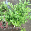 茉莉花苗 盆栽花卉白色重瓣香水茉莉芳香常開植物 凈化空氣