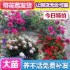 歐月苗陽臺庭院盆栽植物薔薇花苗 藤本月季苗爬藤月季花四季開花