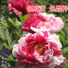 洛陽牡丹花苗盆栽包郵庭院綠植花卉芍藥玫瑰花苗月季當年開花