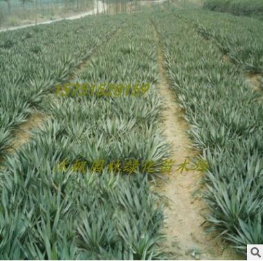 常年供應劍麻苗鳳尾蘭 絲蘭 劍麻苗水絲麻批發銷售 大苗量大優惠